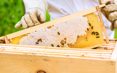 Beekeeping in July