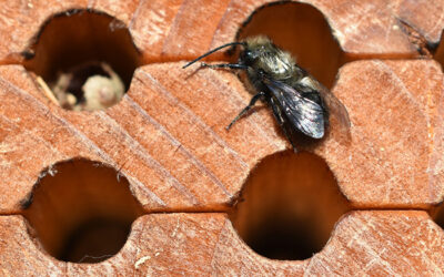Native Mason Bees for Early Crops – Part II