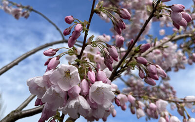 Trees for Spring Blooms in the Willamette Valley