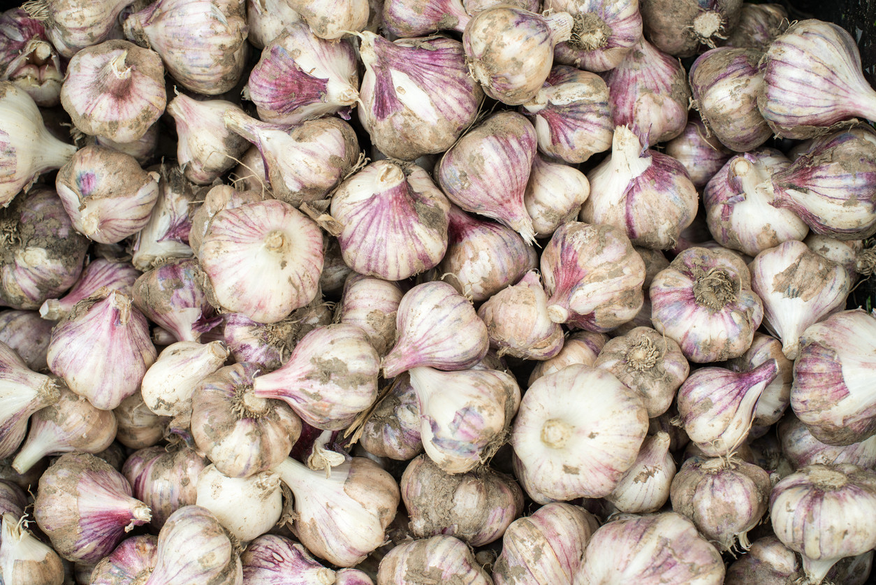 Garlic & Onion Tips for Gardeners | Shonnard's Nursery