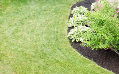 How to Restore a Troubled Lawn